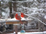 Birds in the Snow