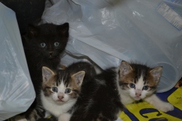 kittens in Sept 2012 005