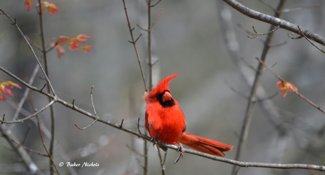 cardinal, first day of spring 2016