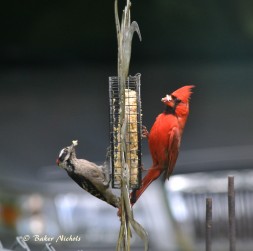 Downy woodpecker and redbird