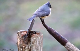 Tufted Titmouse - 2